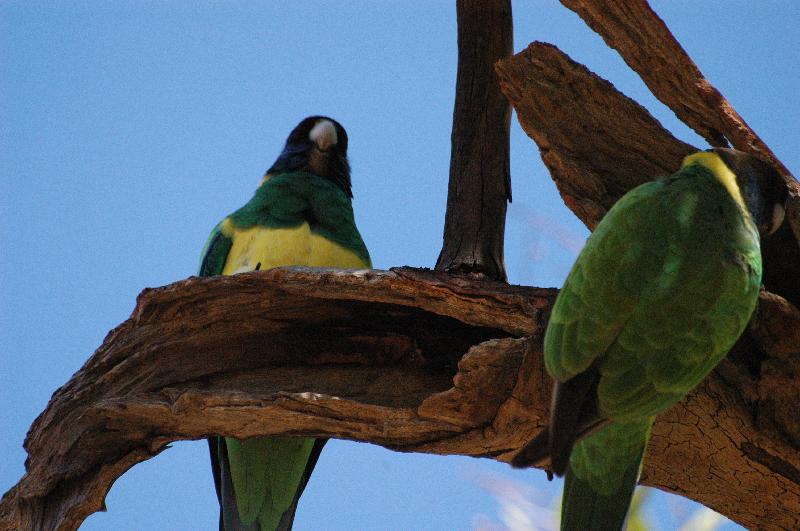 Australian_Ringneck__Barnardius_zonarius__004.jpg