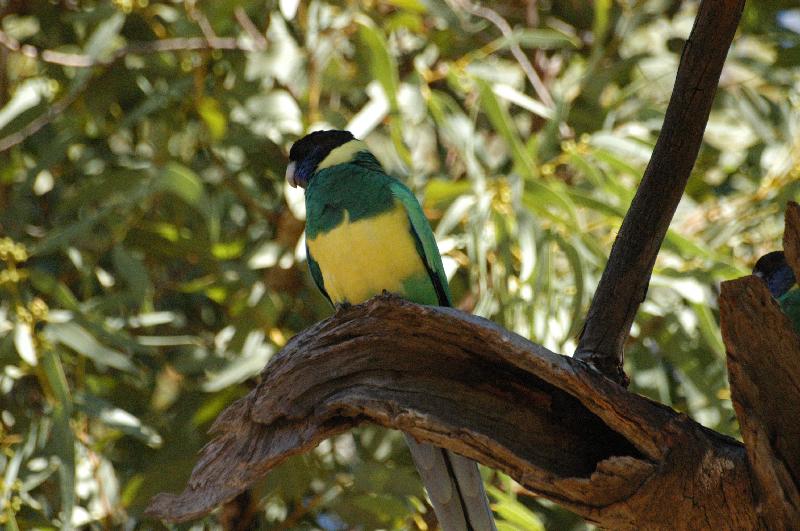 Australian_Ringneck__Barnardius_zonarius__005.jpg