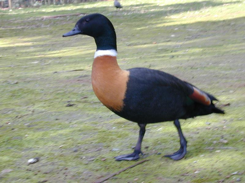 Australian_Shelduck__Tadorna_tadornoides__001.jpg