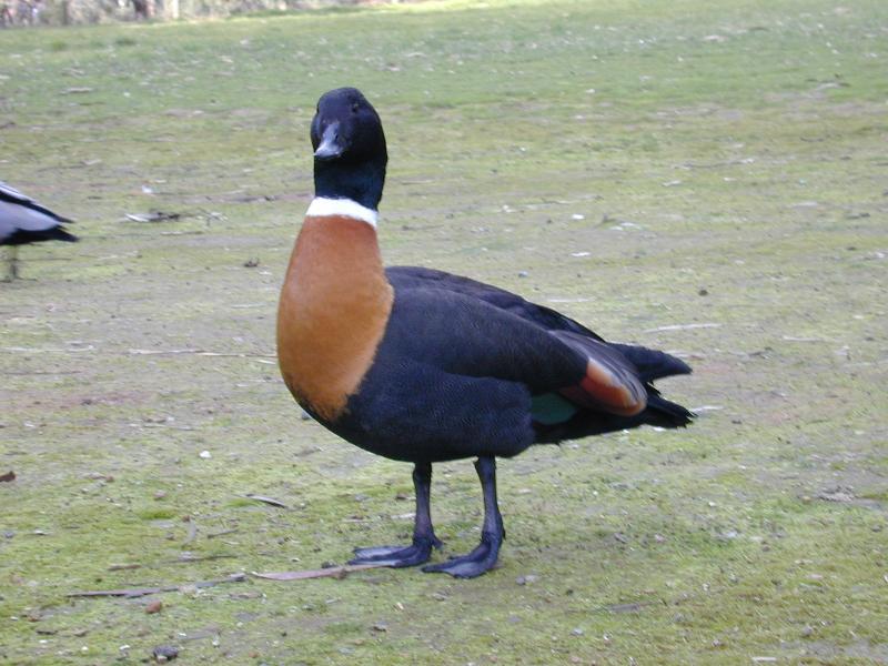 Australian_Shelduck__Tadorna_tadornoides__002.jpg