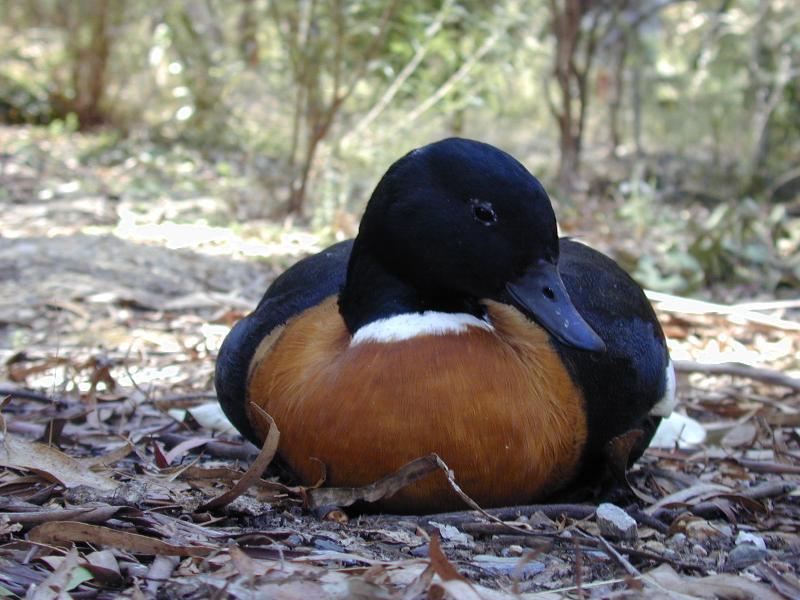 Australian_Shelduck__Tadorna_tadornoides__003.jpg