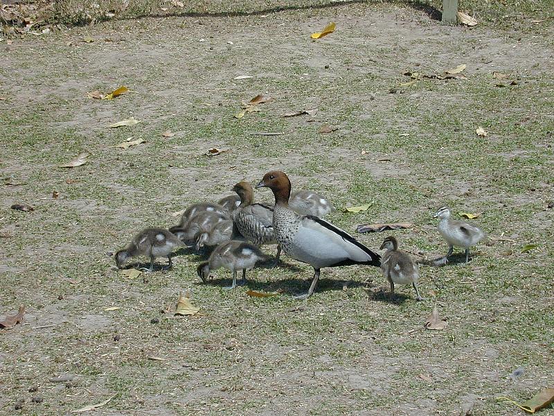 Australian_Wood_Duck__Chenonetta_jubata__001.jpg