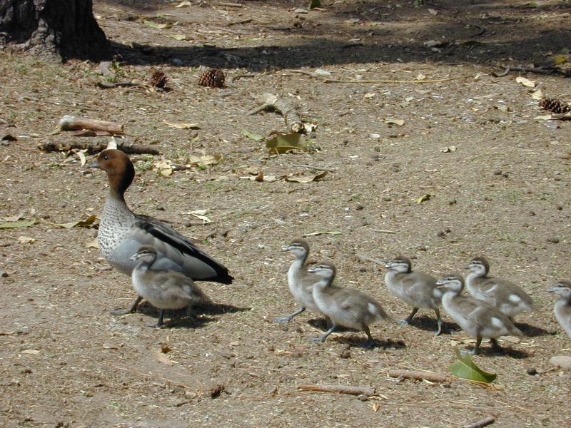 Australian_Wood_Duck__Chenonetta_jubata__002.jpg