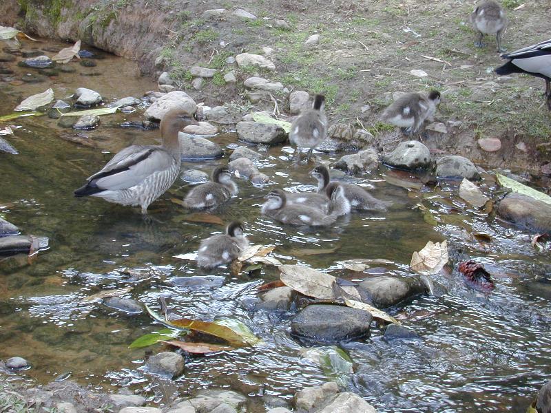 Australian_Wood_Duck__Chenonetta_jubata__004.jpg