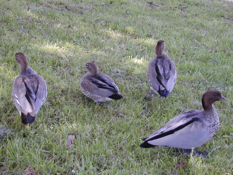 Australian_Wood_Duck__Chenonetta_jubata__005.jpg