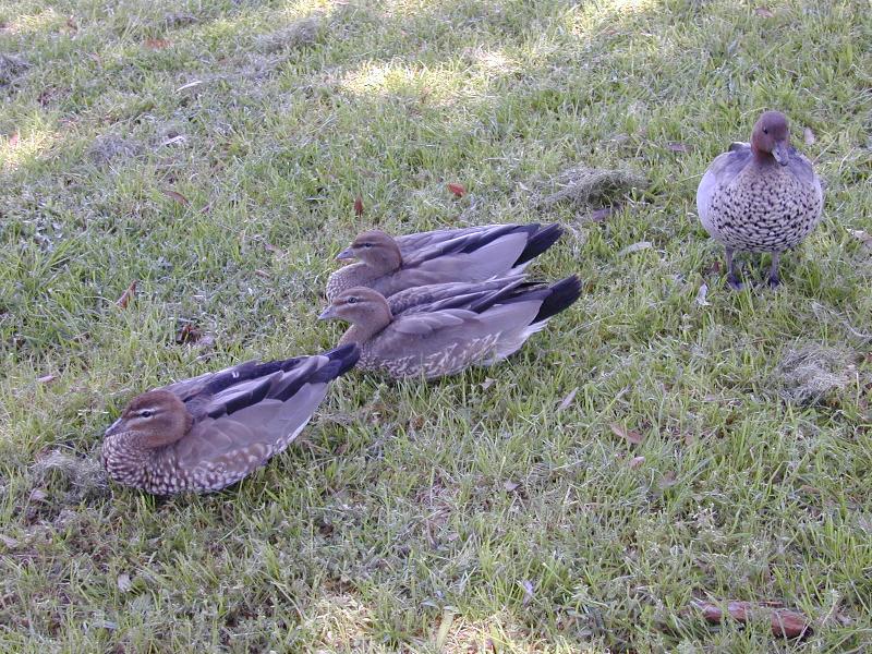 Australian_Wood_Duck__Chenonetta_jubata__006.jpg