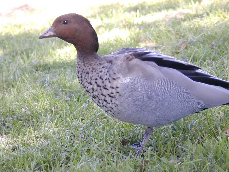 Australian_Wood_Duck__Chenonetta_jubata__007.jpg