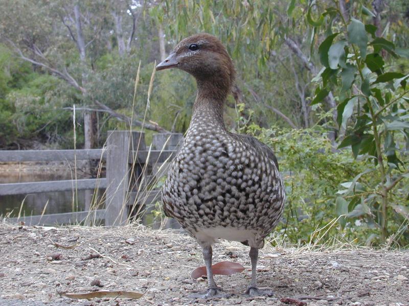 Australian_Wood_Duck__Chenonetta_jubata__008.jpg