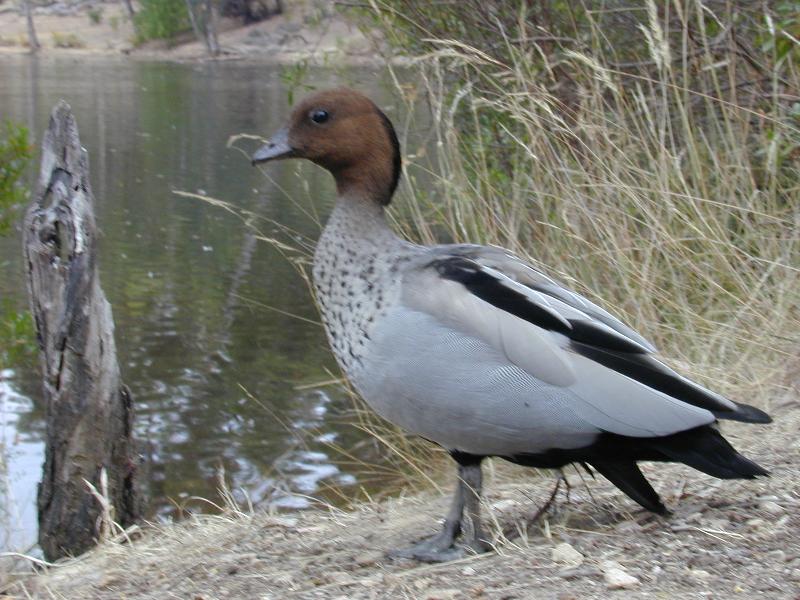 Australian_Wood_Duck__Chenonetta_jubata__009.jpg