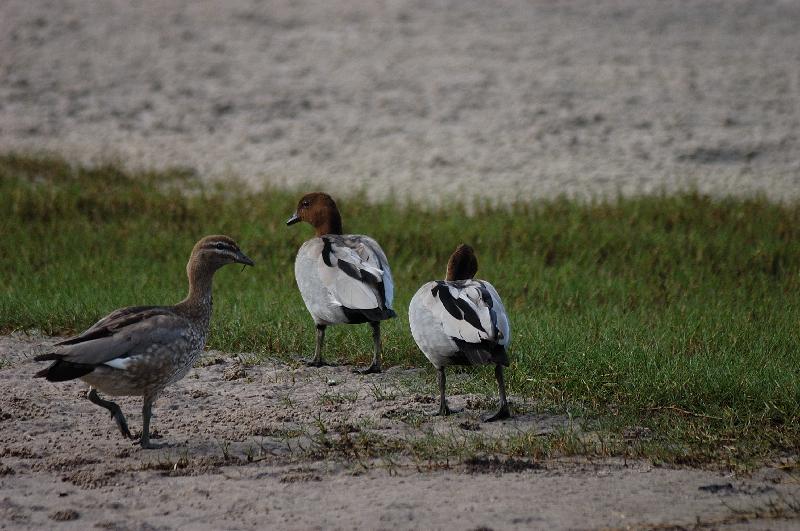 Australian_Wood_Duck__Chenonetta_jubata__010.jpg