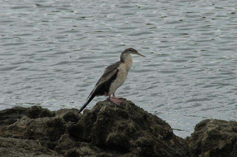 Australian_darter__Anhinga_novaehollandiae__002.jpg