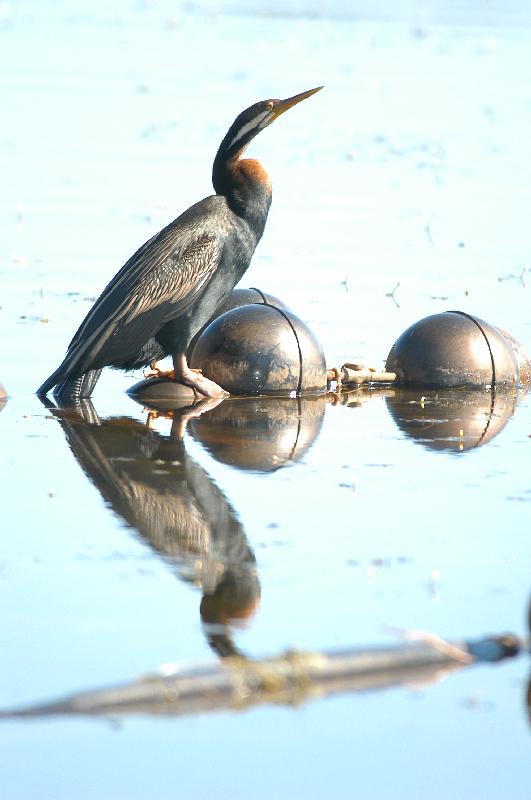 Australian_darter__Anhinga_novaehollandiae__003.jpg