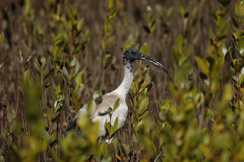 Australian_white_ibis__Threskiornis_moluccus__001.jpg