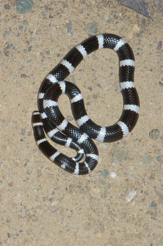 Bandy-Bandy__Vermicella_annulata__012.jpg