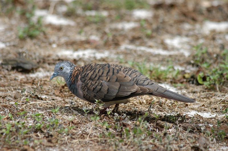 Bar-shouldered_Dove__Geopelia_humeralis__002.jpg