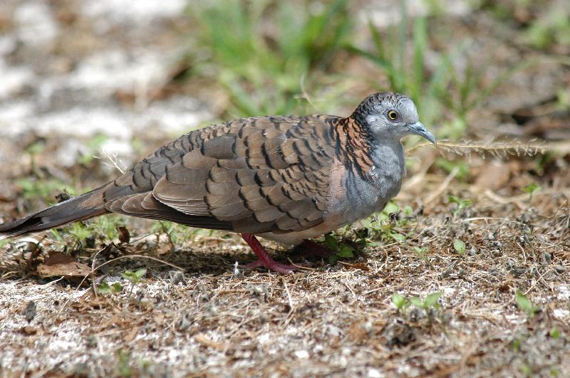 Bar-shouldered_Dove__Geopelia_humeralis__003.jpg