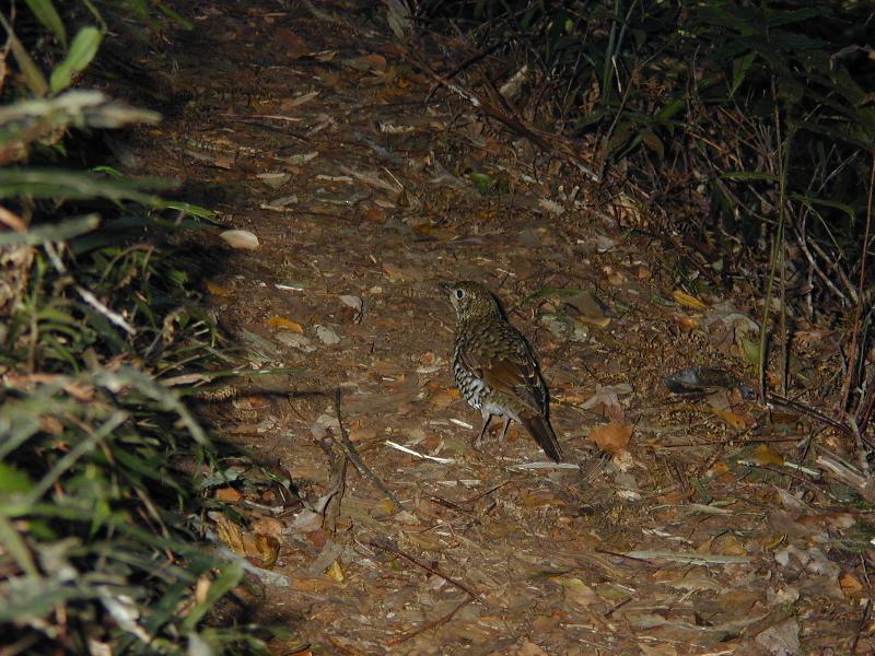 Bassian_Thrush__Zoothera_lunulata__001.jpg