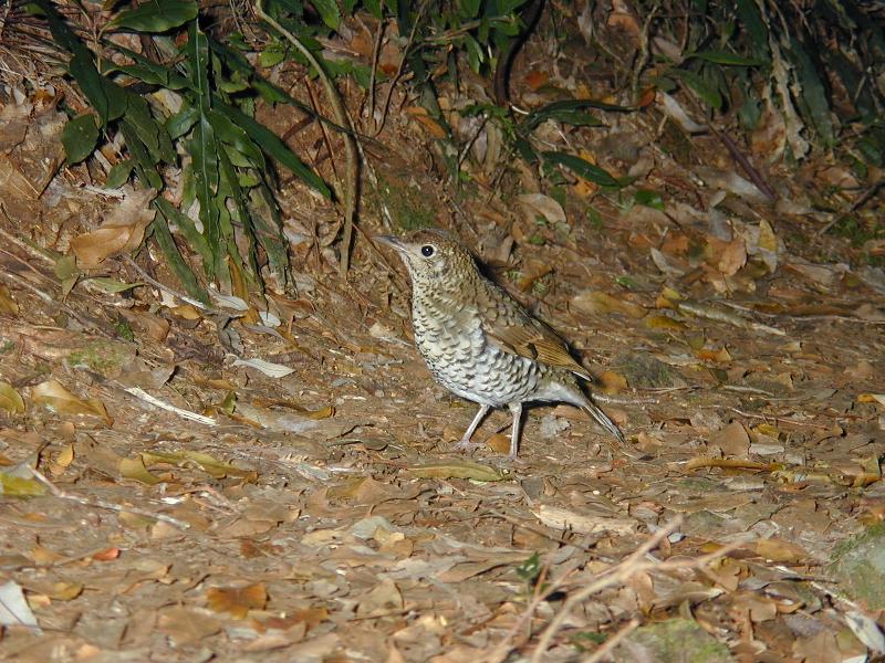 Bassian_Thrush__Zoothera_lunulata__003.jpg