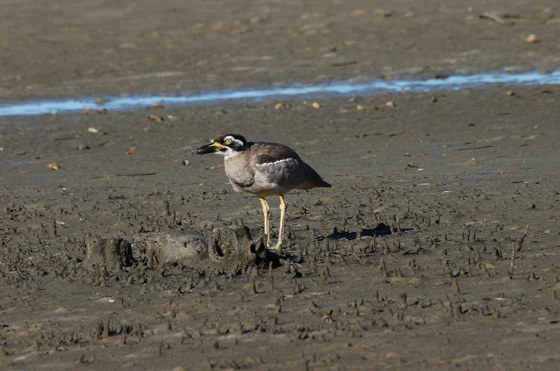 Beach_Stone-curlew__Esacus_giganteus__001.jpg