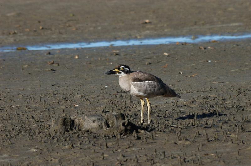 Beach_Stone-curlew__Esacus_giganteus__002.jpg