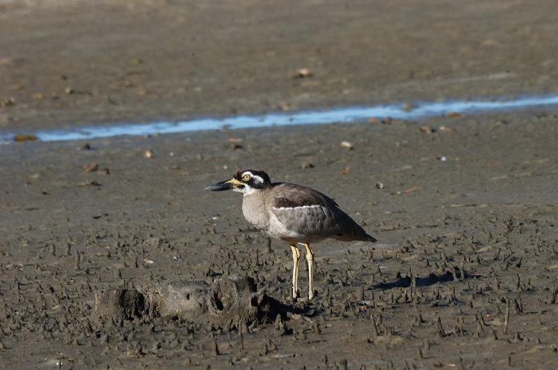 Beach_Stone-curlew__Esacus_giganteus__003.jpg