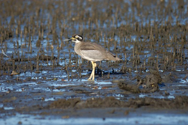 Beach_Stone-curlew__Esacus_giganteus__004.jpg