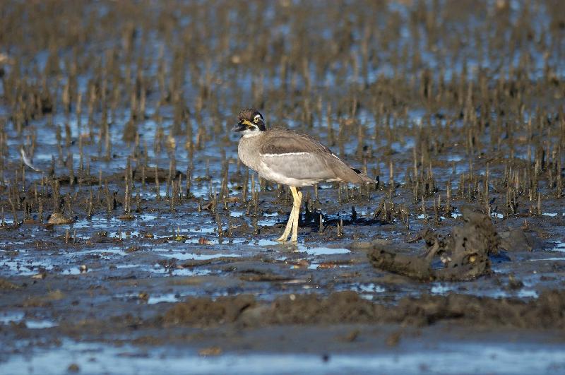 Beach_Stone-curlew__Esacus_giganteus__005.jpg