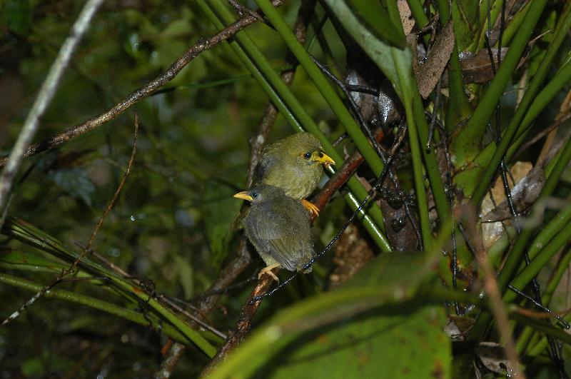 Bell_Miner__Manorina_melanophrys__002.jpg