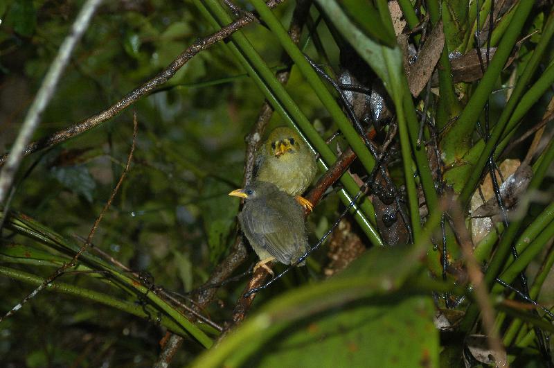 Bell_Miner__Manorina_melanophrys__003.jpg