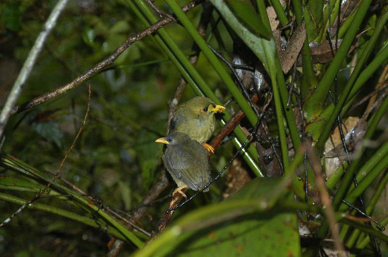 Bell_Miner__Manorina_melanophrys__004.jpg