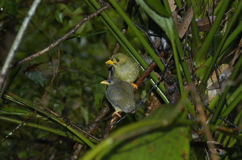 Bell_Miner__Manorina_melanophrys__005.jpg