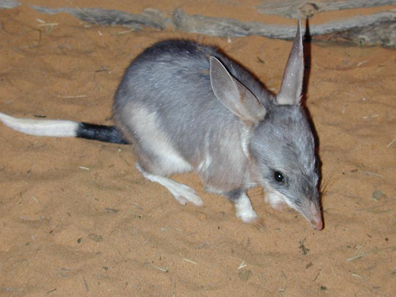 Bilby__Macrotis_lagotis__002.jpg