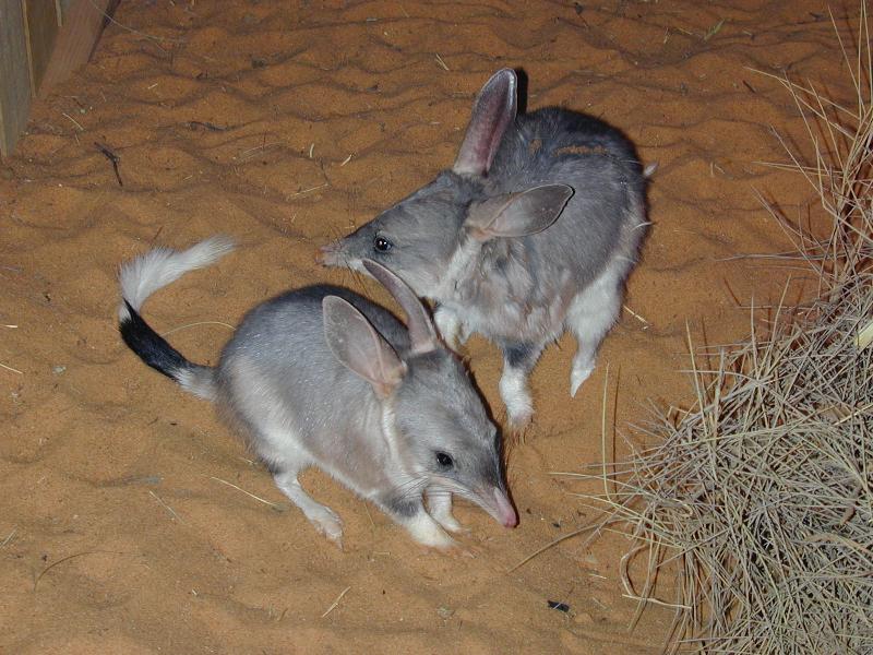 Bilby__Macrotis_lagotis__003.jpg