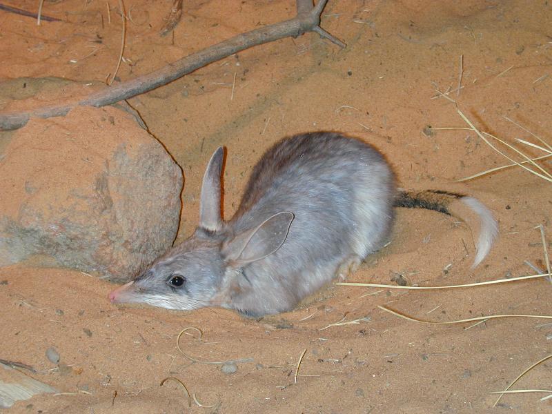 Bilby__Macrotis_lagotis__004.jpg