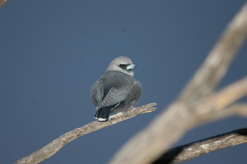 Black-faced_Woodswallow__Artamus_cinereus__001.jpg