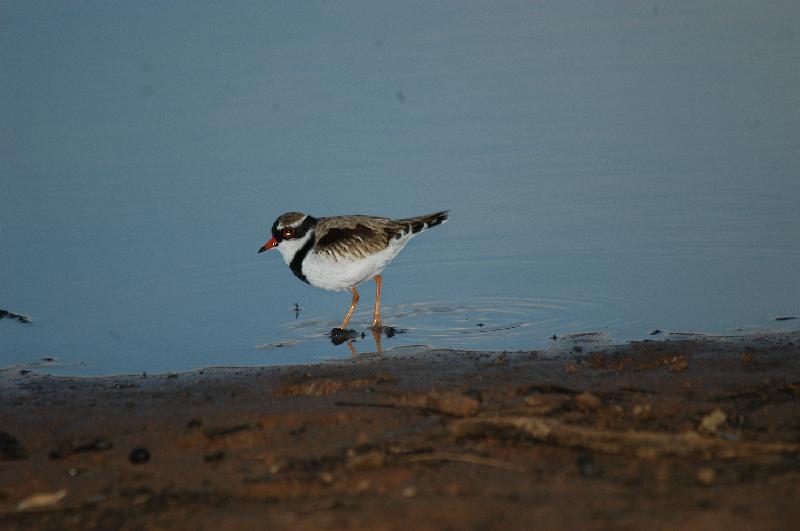 Black-fronted_Dotterel__Elseyornis_melanops__001.jpg