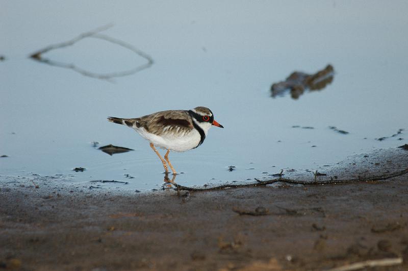 Black-fronted_Dotterel__Elseyornis_melanops__002.jpg