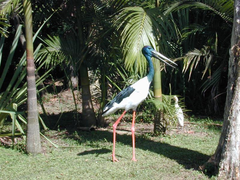 Black-necked_Stork__Ephippiorhynchus_asiaticus__001.jpg