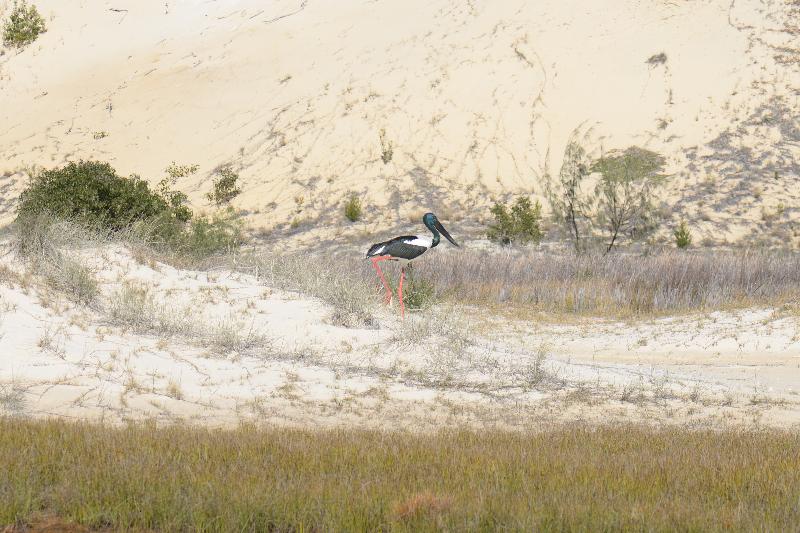 Black-necked_Stork__Ephippiorhynchus_asiaticus__003.jpg