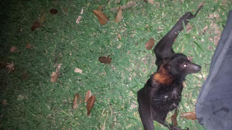 Black_Flying_Fox__Pteropus_alecto__001.jpg