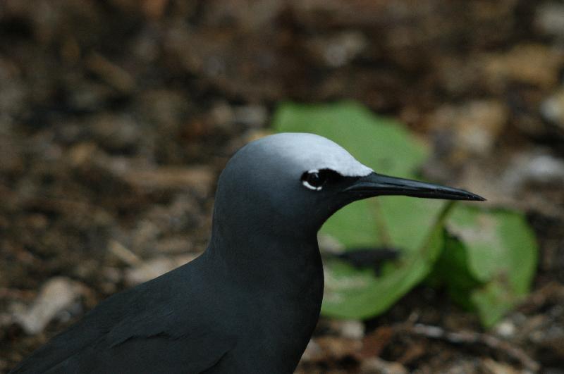 Black_Noddy__Anous_minutus__003.jpg