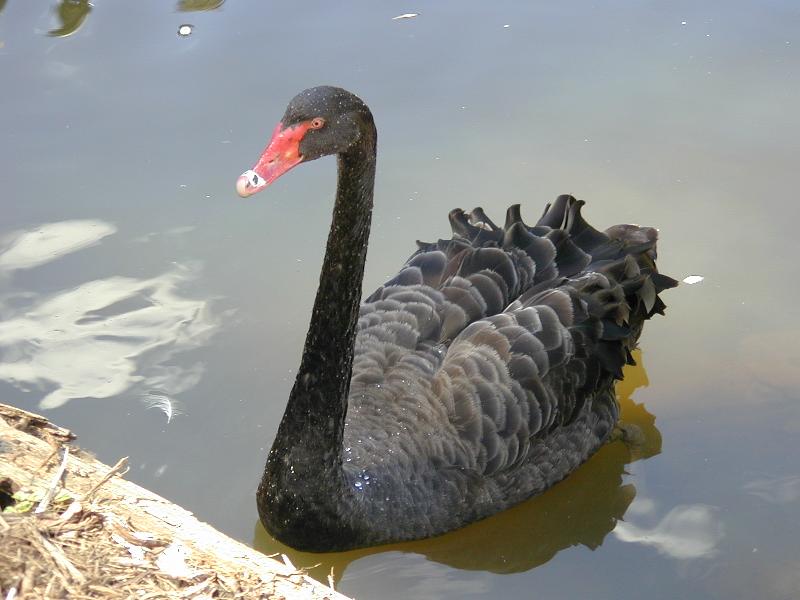 Black_Swan__Cygnus_atratus__001.jpg