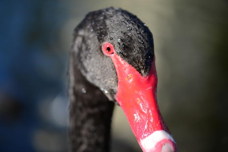 Black_Swan__Cygnus_atratus__007.jpg