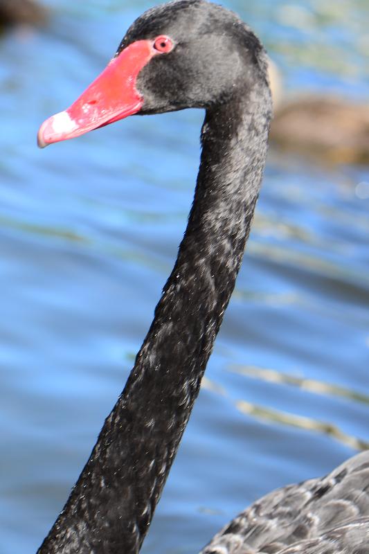 Black_Swan__Cygnus_atratus__012.jpg