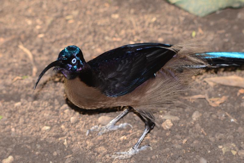 Black_sicklebill__Epimachus_fastuosus__002.jpg