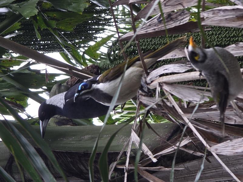 Blue-faced_Honeyeater__Entomyzon_cyanotis__002.jpg
