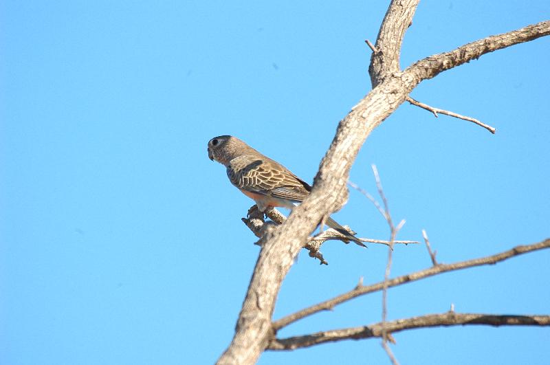 Bourke's_Parrot__Neopsephotus_bourkii__002.jpg