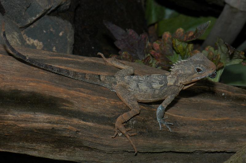 Boyd's_Forest_Dragon__Hypsilurus_boydii__002.jpg