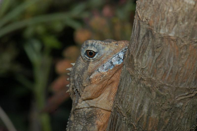 Boyd's_Forest_Dragon__Hypsilurus_boydii__003.jpg