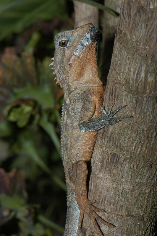 Boyd's_Forest_Dragon__Hypsilurus_boydii__004.jpg